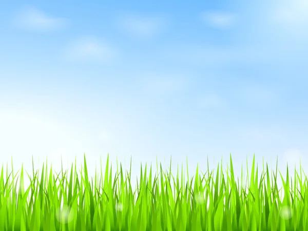 Зелена трава і блакитне небо — стоковий вектор