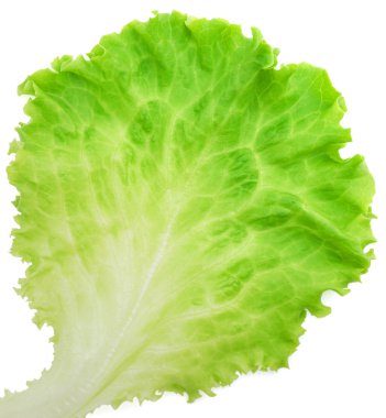 Lettuce clipart