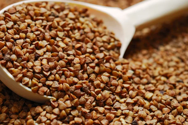 stock image Buckwheat