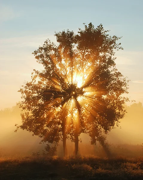 stock image Shining Tree