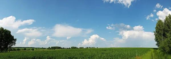 stock image Green Field