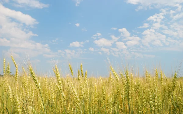 Ladang gandum — Stok Foto