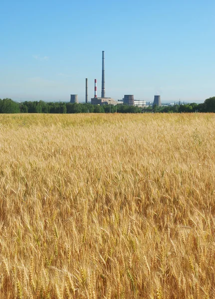Wheat field and chimneys of factories — Stock Photo, Image