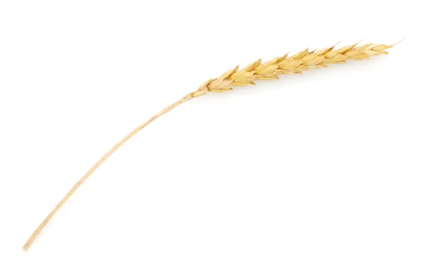 Weizenähre — Stockfoto