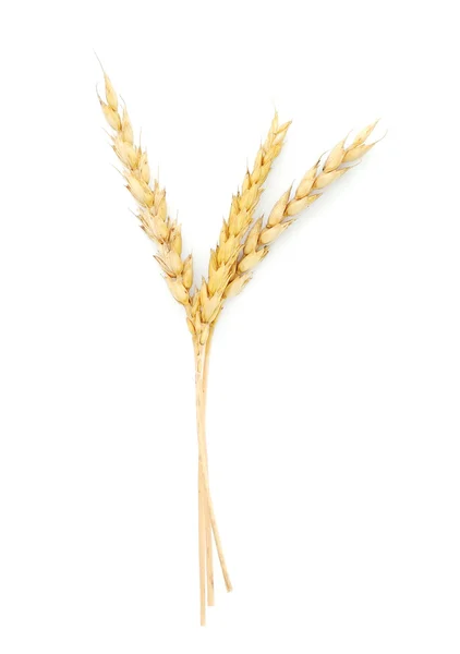 Weizenähren — Stockfoto