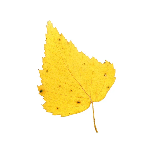 Yellow birch leaf — Stock Photo, Image