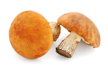 Mushrooms clipart