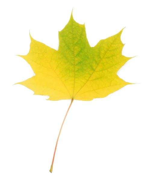 Φθινοπωρινό φύλλο σφενδάμου — Φωτογραφία Αρχείου
