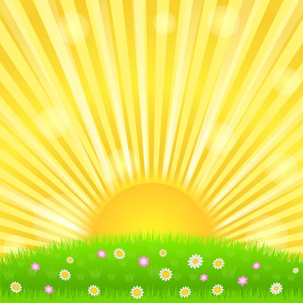 Coup de soleil et prairie verte — Image vectorielle