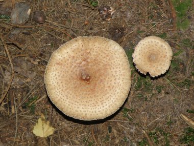 Amanita pantherina - iki kahverengi mantar