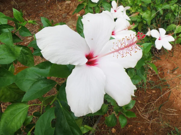 Beyaz çiçek ile pembemsi ercik — Stok fotoğraf