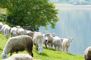 Sheep by the lake clipart