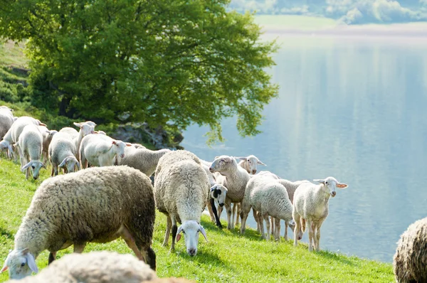 Sheep by the lake — Stock Photo, Image