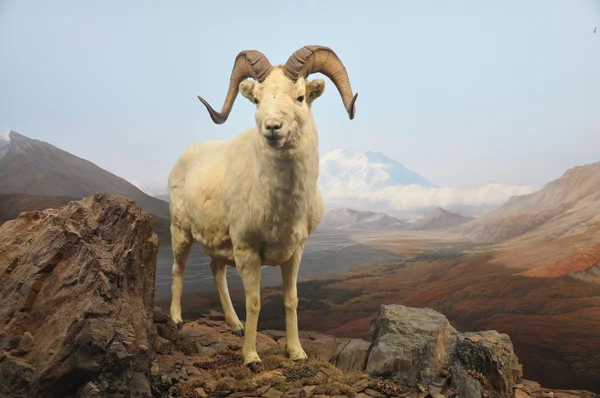 stock image A ram in the mountains