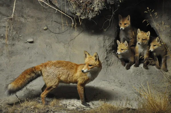 Mother of little foxes — Stock Photo, Image