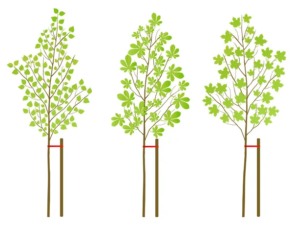 Kastanj, lönn och Björk träd växter vektor bakgrund uppsättning — Stock vektor