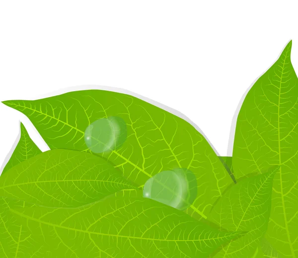 Zöld levelek vektor háttér — Stock Vector