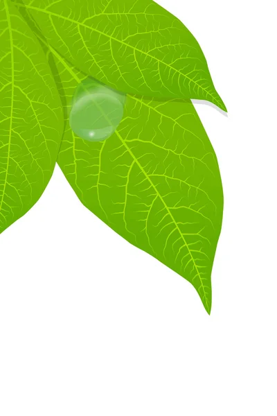 Yeşil yaprakları plan vektör — Stok Vektör