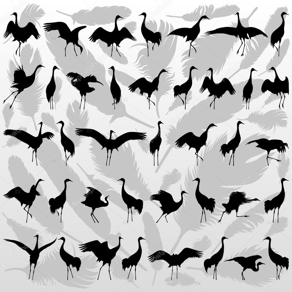 Crane bird and feathers background vector