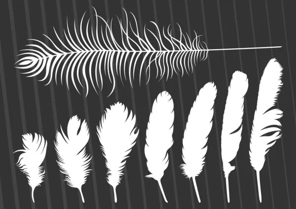 Plumes d'oiseaux illustration fond de collection — Image vectorielle