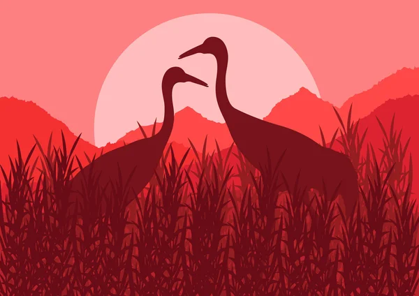 Romantic crane couple in wild nature landscape illustration — Stock Vector