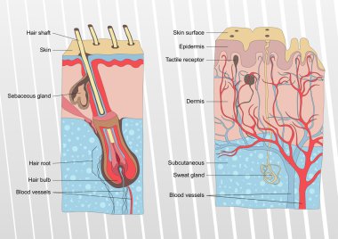 Human skin and hair anatomy illustration background vector clipart