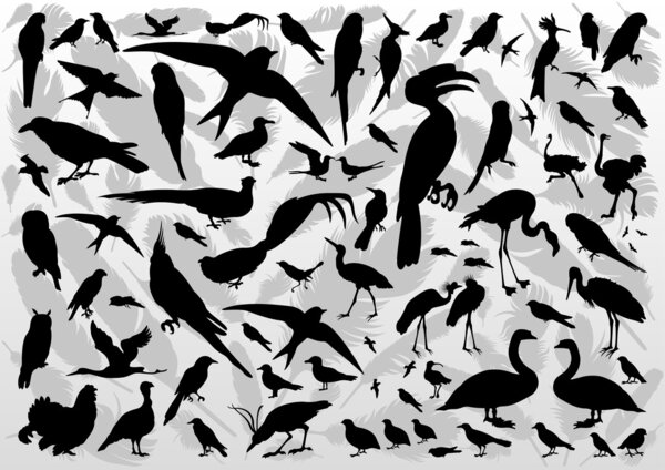 Birds and feathers silhouettes illustration collection background vector
