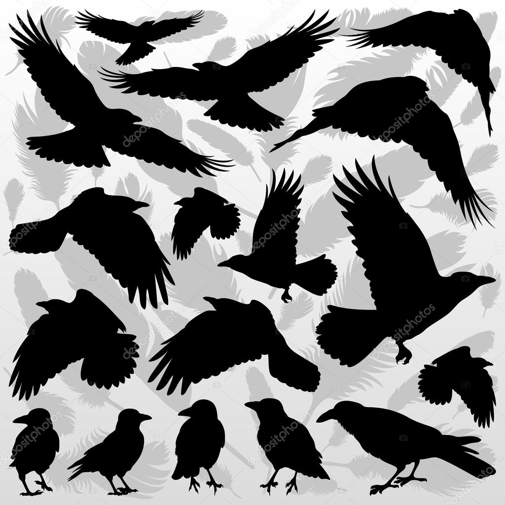 Crow and feathers silhouettes illustration collection background