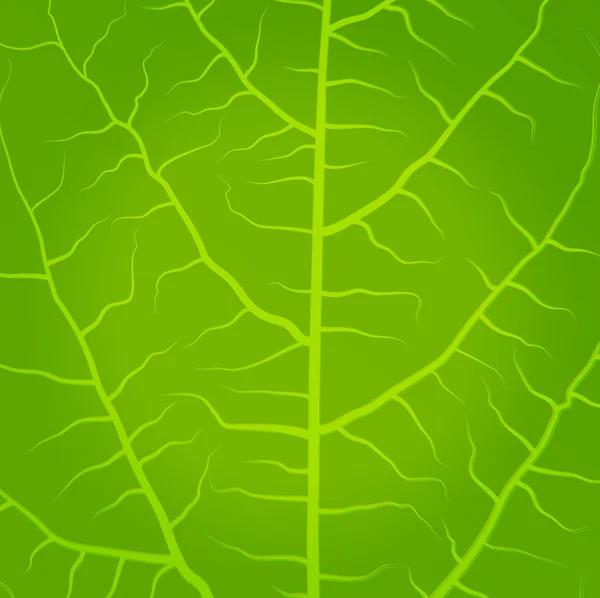 Fresche foglie di tè verde su un vettore di sfondo bianco — Vettoriale Stock