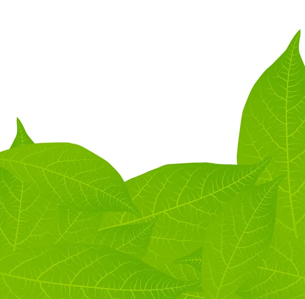 Fresh, green tea leaves on a white background vector — Stock Vector