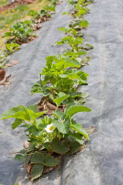 stock image Strawberry Planting