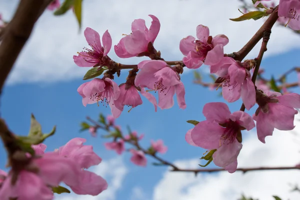 stock image Peach tree