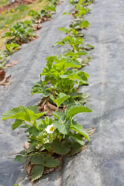 Strawberry Planting Stock Photo