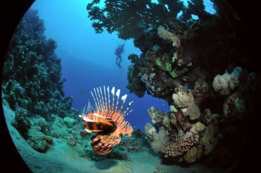 African lionfish clipart