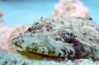 Halı flathead