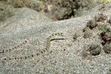 Ağ pipefish