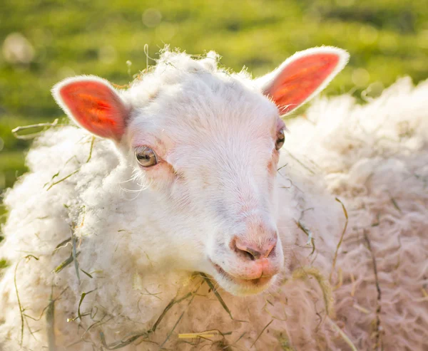Porträtt av ett får — Stockfoto