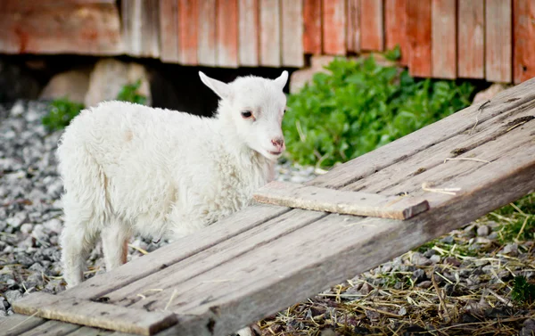 Cute lamb behind a wooden board — Stock Photo, Image