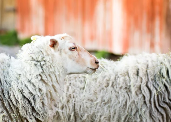 Waiting sheep — Stock Photo, Image