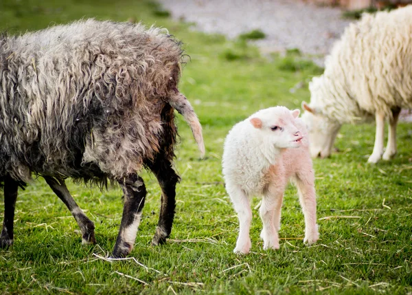 Lamb beside mom — Stock Photo, Image