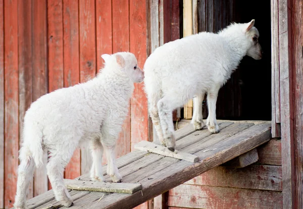 Two lambs going inside — Stock Photo, Image