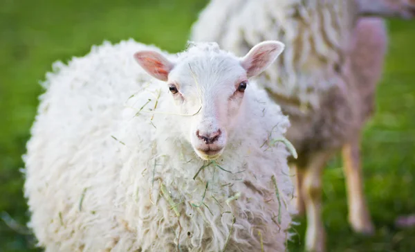 Овцы на поле — стоковое фото