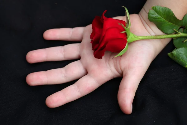On children's hands is a red rose — Stock Photo, Image