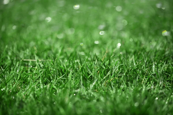 Hintergrund von grünem nassen Gras — Stockfoto