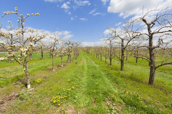 stock image Orchard