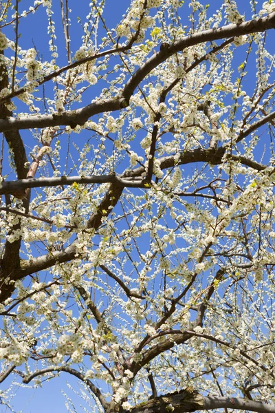 stock image Orchard