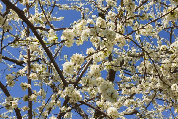 stock image Orchard