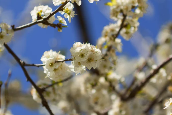 stock image Orchard