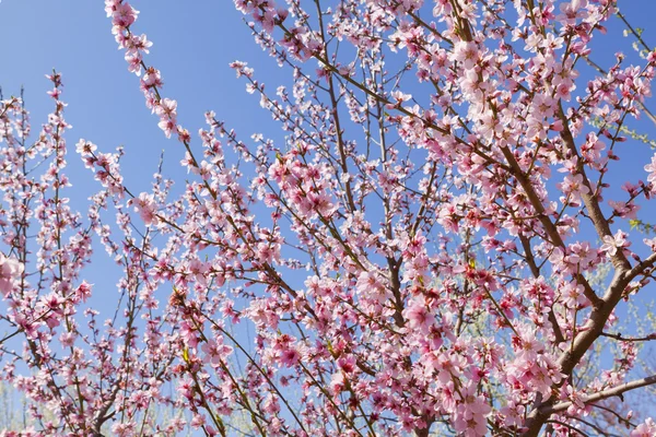 stock image Orchard