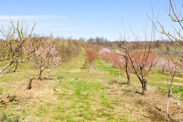 stock image Orchard